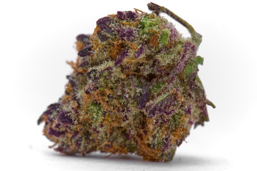 Platinum Widow | Platinum Genetics